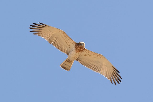 Circaète Jean-le-Blanc / Short-toed Snake Eagle